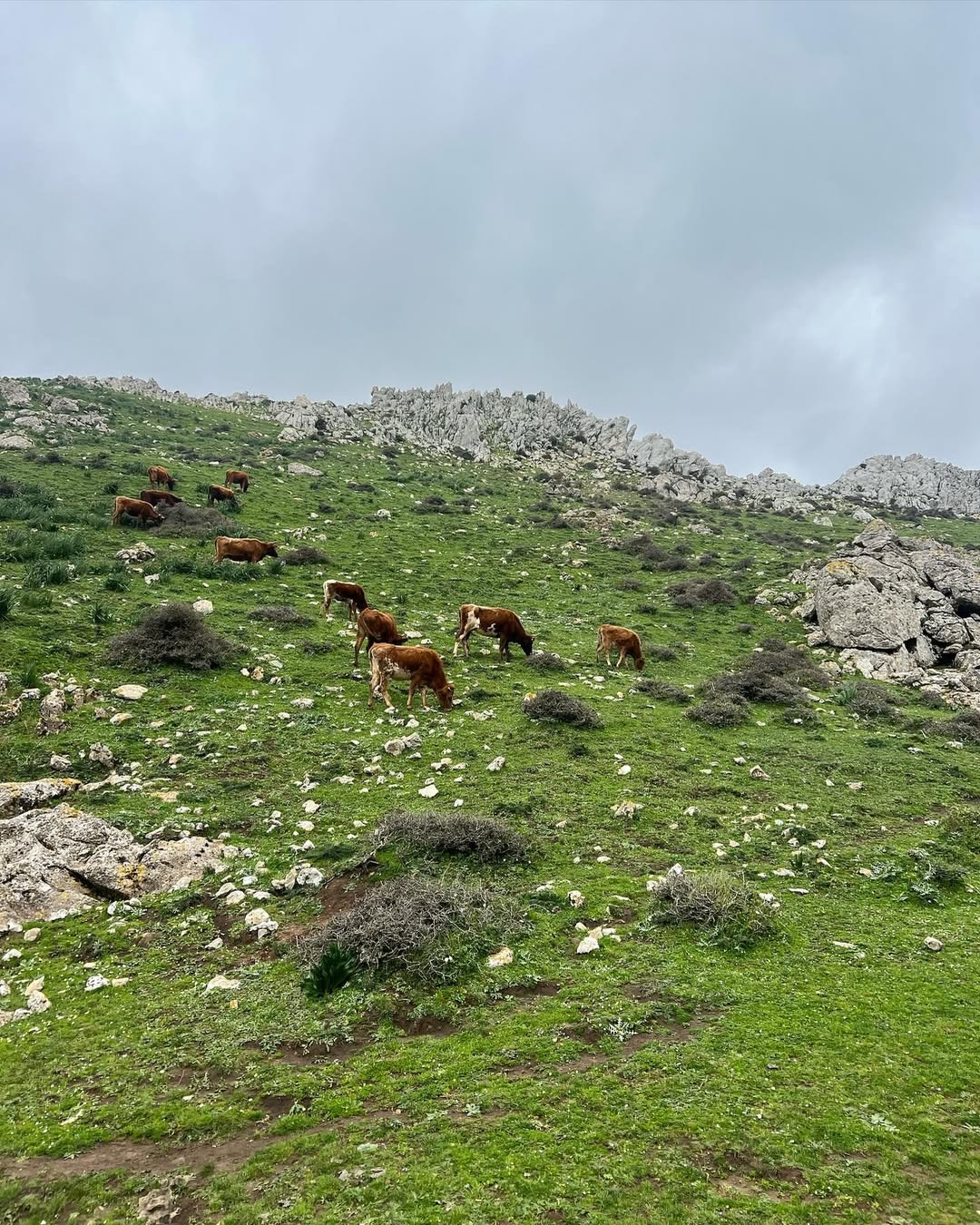 Découvrez Fahs Lamhar, explorez les paysages majestueux de Jbel Bouzitoune, admirez la beauté pa